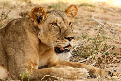 Close-up of lioness sitting on field