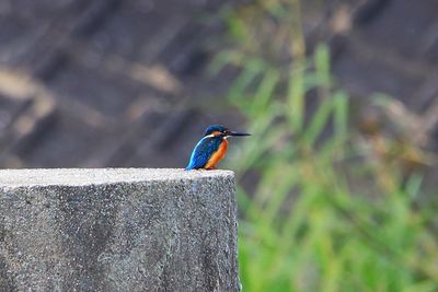 Side view of kingfisher on rock 