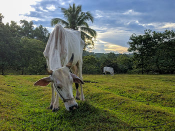 View of cow on field against sky