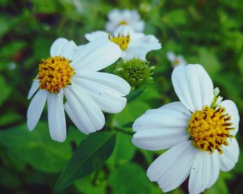 Close-up of white flowering plant