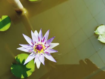 Close-up of lotus water lily blooming outdoors