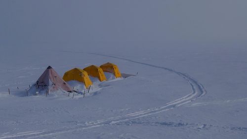 Close-up of plant against white background
