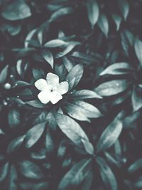 Close-up of white flowers