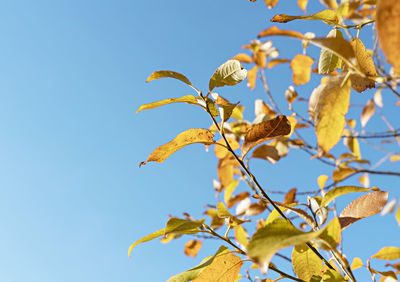 Autumn plant background with tree branches with yellow leaves against blue sky copy space fall 