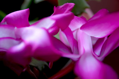 Close-up of pink flowers