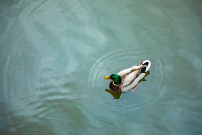 High angle view of duck swimming in lake