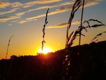 Close-up of silhouette plants against sky during sunset