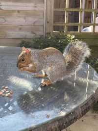 View of squirrel in water