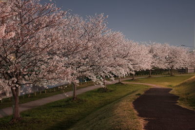View of cherry blossom in park
