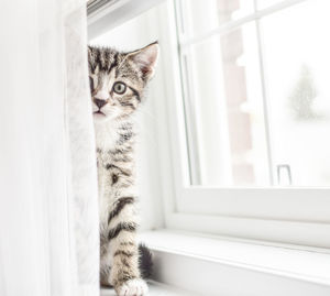 Close-up portrait of cat seen through window