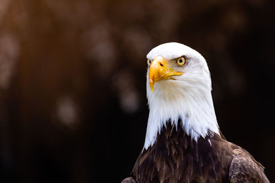 Close-up of eagle looking away