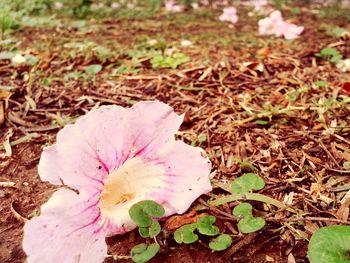 Close-up of pink flower