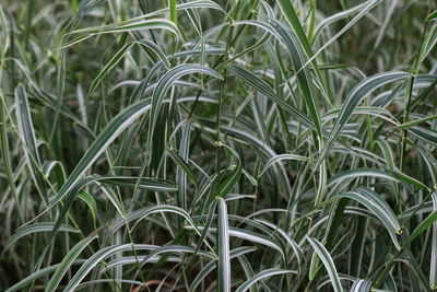 Close-up of grass