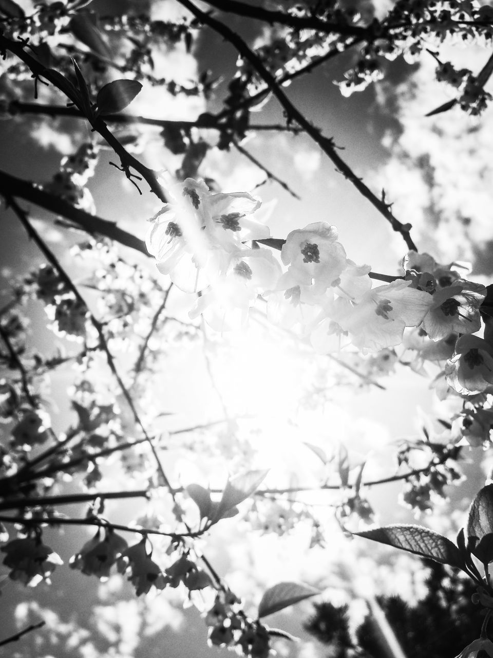 branch, tree, low angle view, leaf, growth, nature, tranquility, beauty in nature, sky, sunlight, twig, outdoors, focus on foreground, day, no people, close-up, backgrounds, scenics, silhouette, full frame