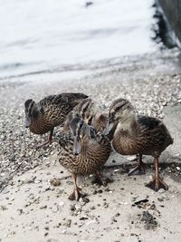 View of birds on beach