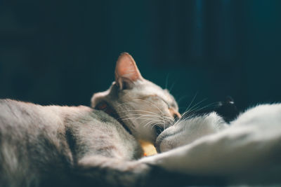 Close-up of cat sleeping