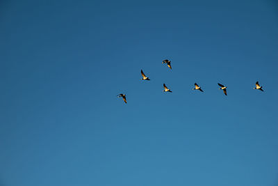 Low angle view of birds flying in sky