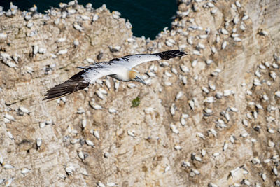 Large white and black gannet sea-bird gliding on thermals and updraft on cliffs with nests below bw