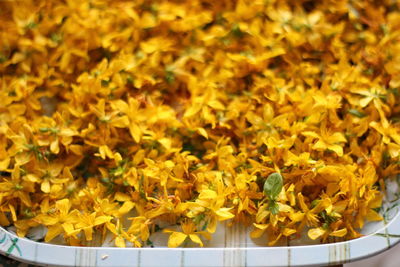 Close-up of yellow flowers