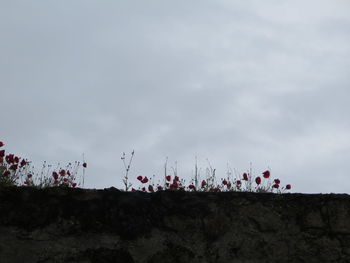 Panoramic view of sky