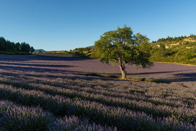 Scenic view of grassy field against clear sky