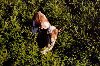 Close-up of dog in grass