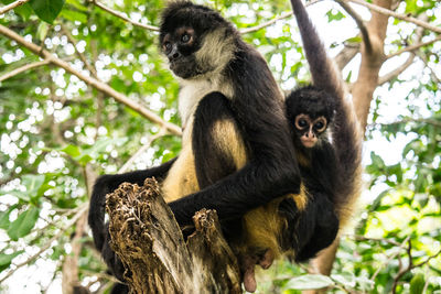 Low angle view of monkey sitting on tree in forest