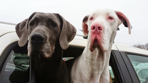 Close-up portrait of dog