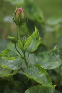 Close-up of green flowering plant