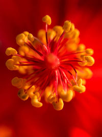 Close-up of red flower