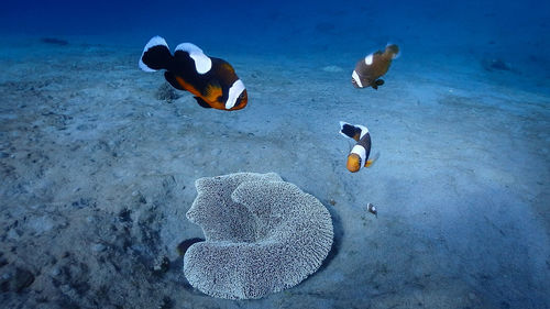 High angle view of fishes swimming in sea
