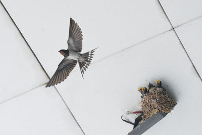 High angle view of birds flying