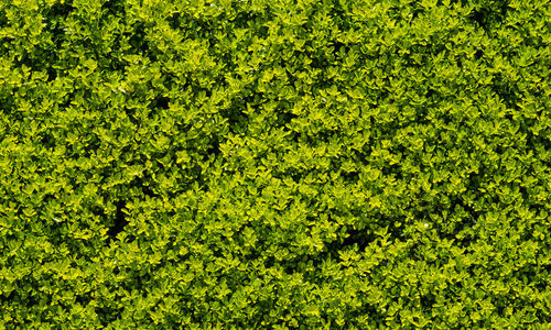 Full frame shot of green leaves