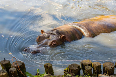 View of turtle swimming in lake