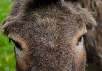 Close-up of horse