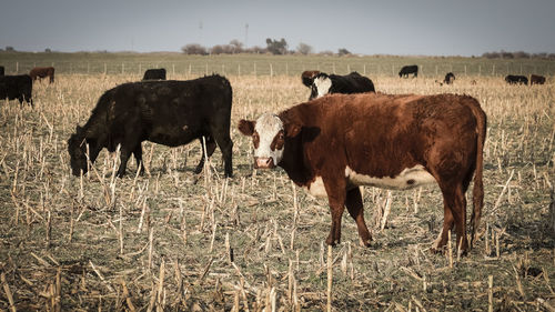 Cows standing on field