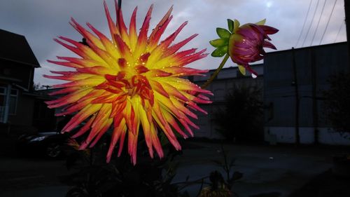 Multi colored flower tree against sky