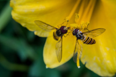 Close-up of bee on yellow flower