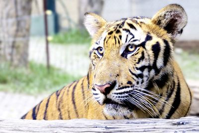 Close-up of a tiger