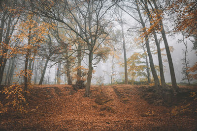 Trees in forest during autumn