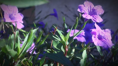Close-up of purple flowering plants