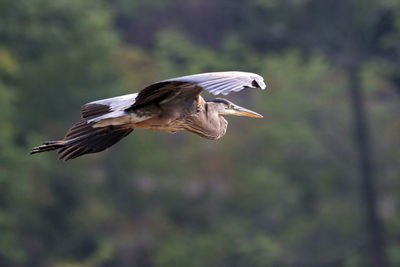 Close-up of gray heron flying