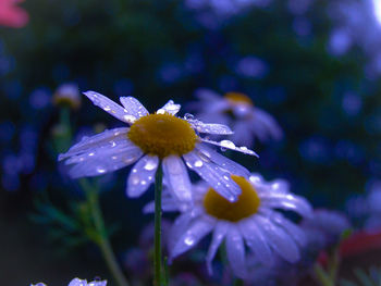 Close-up of raindrops on flower