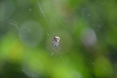 Close-up of spider web