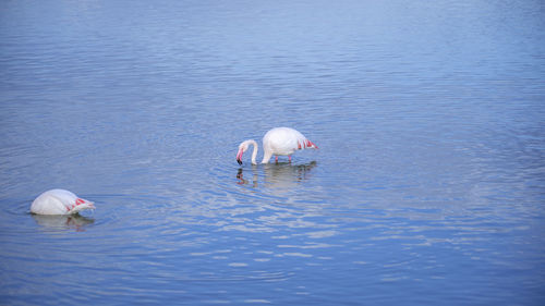 Swans swimming in sea