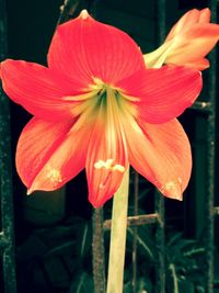 Close-up of red flowers