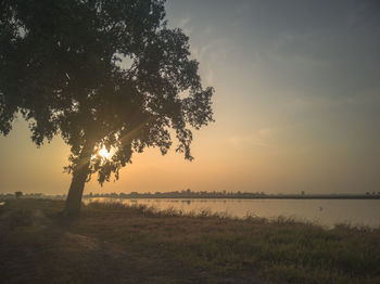 Tree on field against sky during sunset