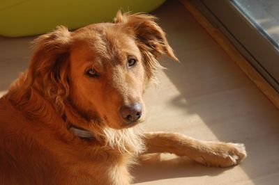Close-up portrait of dog
