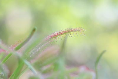 Close-up of wet plant