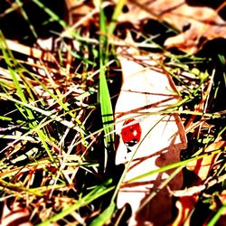 Close-up of ladybug on grass